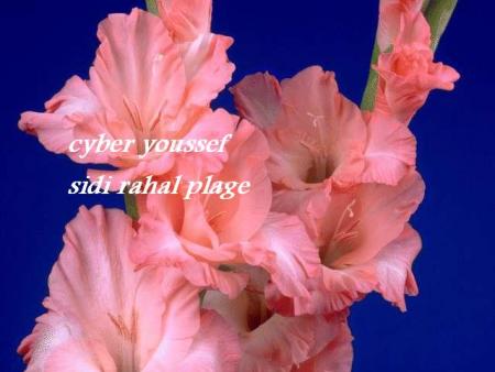 les fleur.......................................................